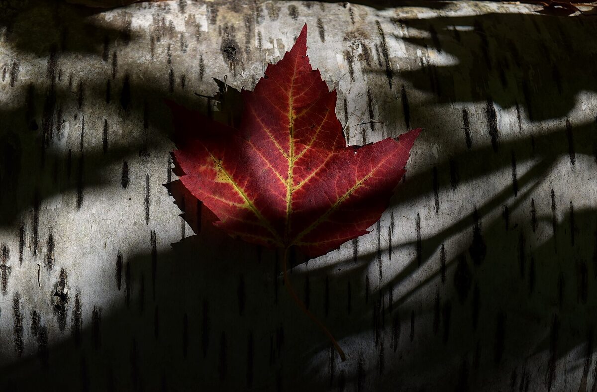 A red maple leaf on birch bark for Canadian Thanksgiving, when the TSX is closed