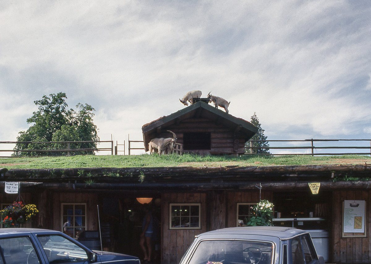 Goats on the roof of the Old Country Market in Coombs, July 1990