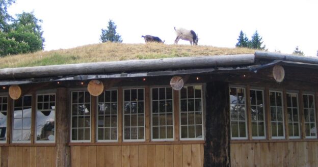 Two goats grazing the sod roof of the Coombs Old Country Market on Vancouver Island