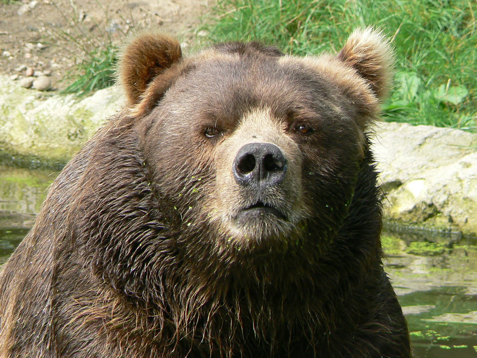 Close-up of a male Kodiak bear face